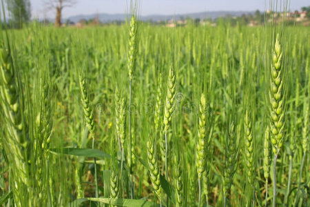 小麦种植与耕作