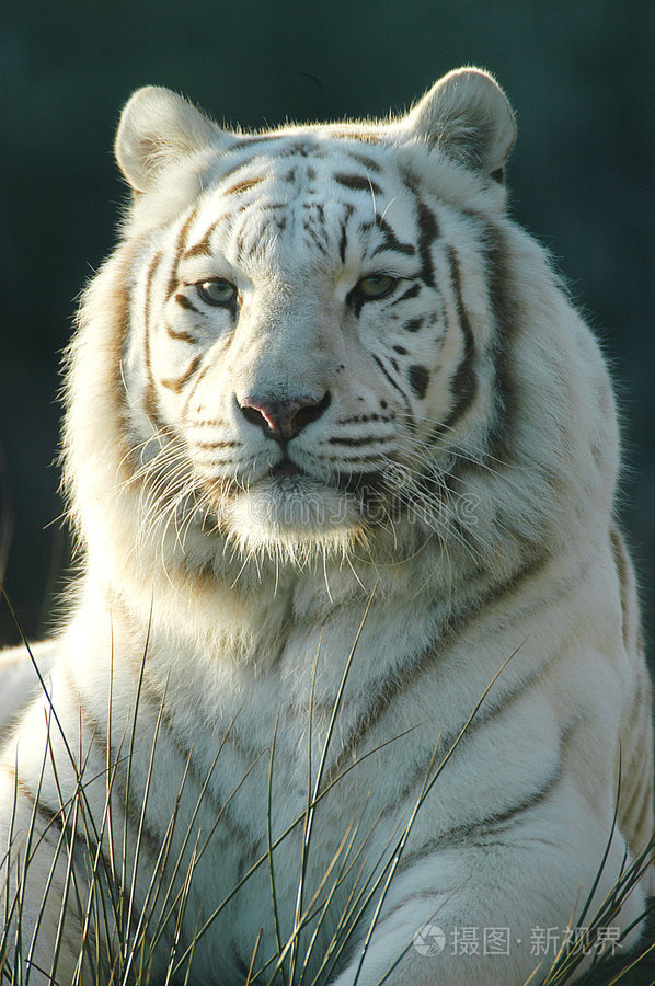 下载小样发票合同问题/举报皇家老虎孟加拉虎孟加拉小猫孟加拉虎白眼