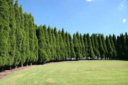 一排排绿树环绕着草地公园