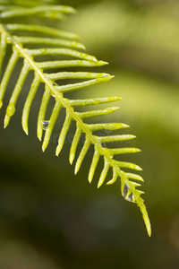 湿蕨类植物