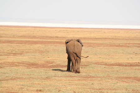 曼雅拉湖的大象