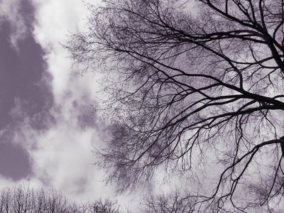 天空中诡异的树木图片