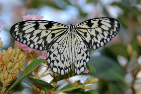 粉红色花朵上的亮氨酸idea leucone