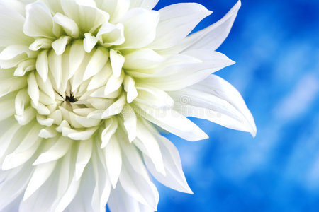 白花夹竹桃图片