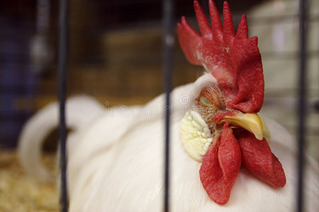 公鸡的眼睛图片