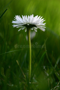 雏菊