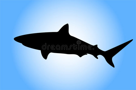 鲨鱼剪影