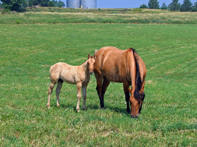 母马和她的小马驹图片