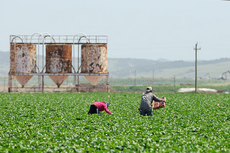 加州的农民工图片