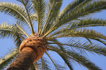 棕榈树顶天