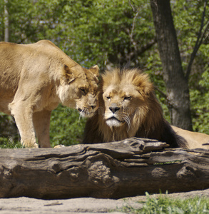 狮子和狮子