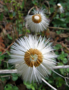 花园里的花