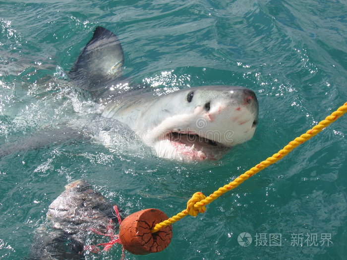 手放在冰上鲨鱼开口鱼头吃鱼的鱼警惕的眼睛男孩的形象帮助鲨鱼食
