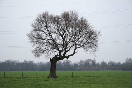 孤立树