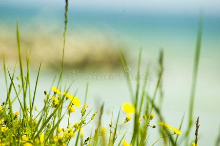 海边的黄花。