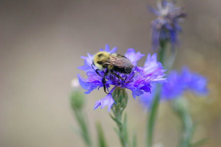 蜜蜂遇见矢车菊