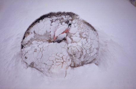 雪橇狗睡觉