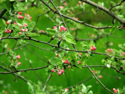 苹果花