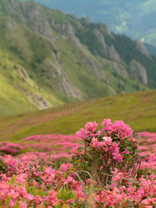 杜鹃花