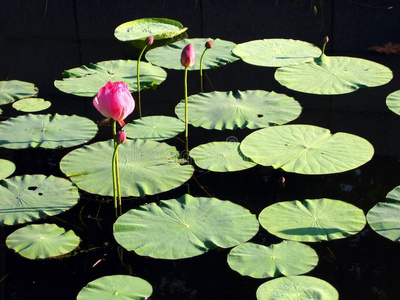 美丽的睡莲图片-美丽的睡莲素材-美丽的睡莲插画-摄图新视界