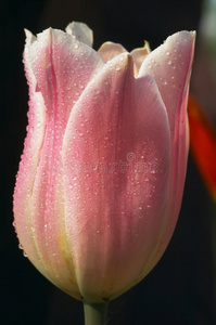 带水滴的郁金香花