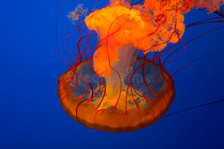 火水母图片