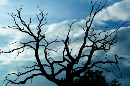 阴郁的枯树裸树抽象画光影之路树木剪影雾蒙蒙的秋林里的红叶万圣节