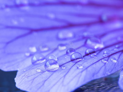 花瓣上的雨滴