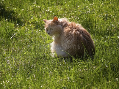草丛中的长毛猫图片