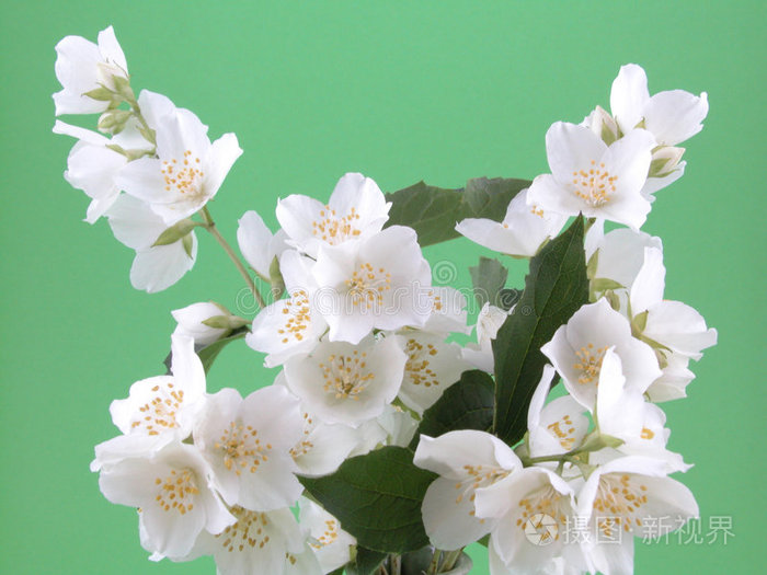 凤仙花贾斯敏白兰花茉莉花茉莉花茉莉花茉莉花兰花薰衣草袋贾斯敏茉莉