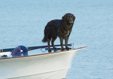 水犬