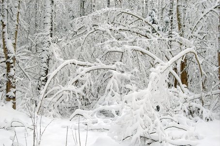 雪灾后的冬季景观