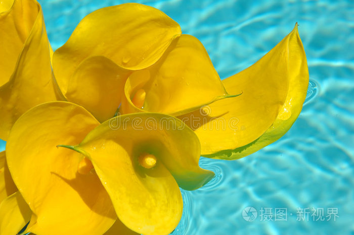 海芋照片 正版商用图片0gydbo 摄图新视界