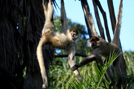 猴子玩树的图片