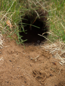 地鼠图片-地鼠素材-地鼠插画-摄图新视界