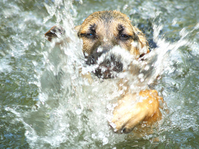 小狗先笨拙地游泳图片