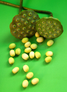 湿地植物种子图片