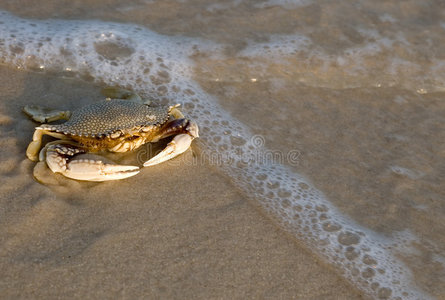 活着的螃蟹海边的螃蟹照片