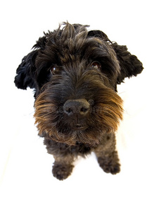 西班牙桑格利亚汽酒冰和水果西班牙水犬吠叫(8岁)西班牙伊比沙海中