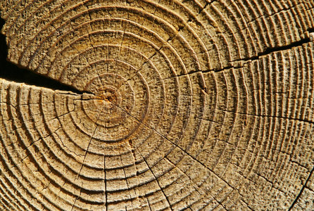 数数年轮图片-数数年轮素材-数数年轮插画-摄图新视界