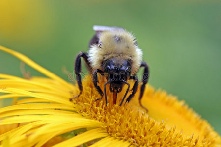 大黄蜂吮吸花蜜