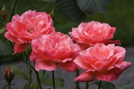 月季花园图片 月季花园素材 月季花园插画 摄图新视界
