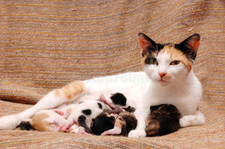 猫妈妈和孩子们