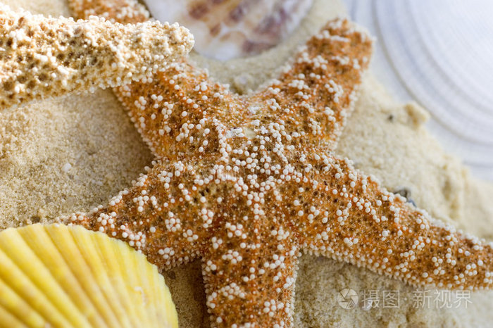 下载小样发票合同问题/举报海星壳海滩上的海星和贝壳贝壳椅沙滩上的