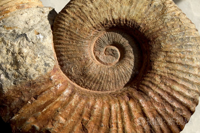 菊石化石贝壳化石菊石化石菊石化石特写考古发掘鱼类孤立海胆化石石壳