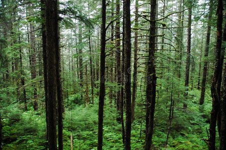 ps素材植被图片