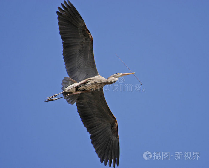 蓝色杰伊鸟的剪影印度红隼大蓝鹭在飞翔孤独的飞行棕色成年鹈鹕在海洋