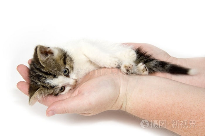 双手抱着一只白色背景的疲惫小猫