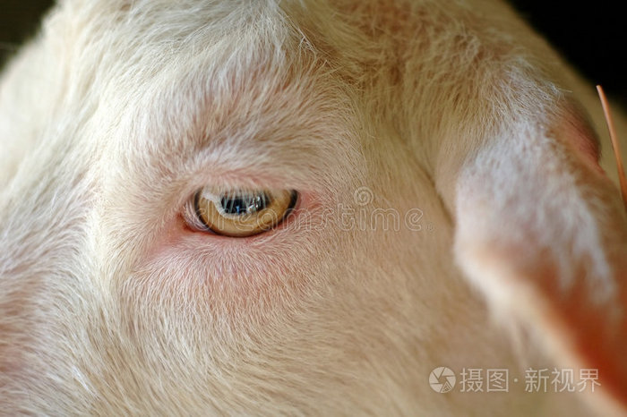 羔羊眼