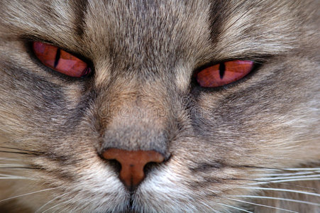 红眼猫